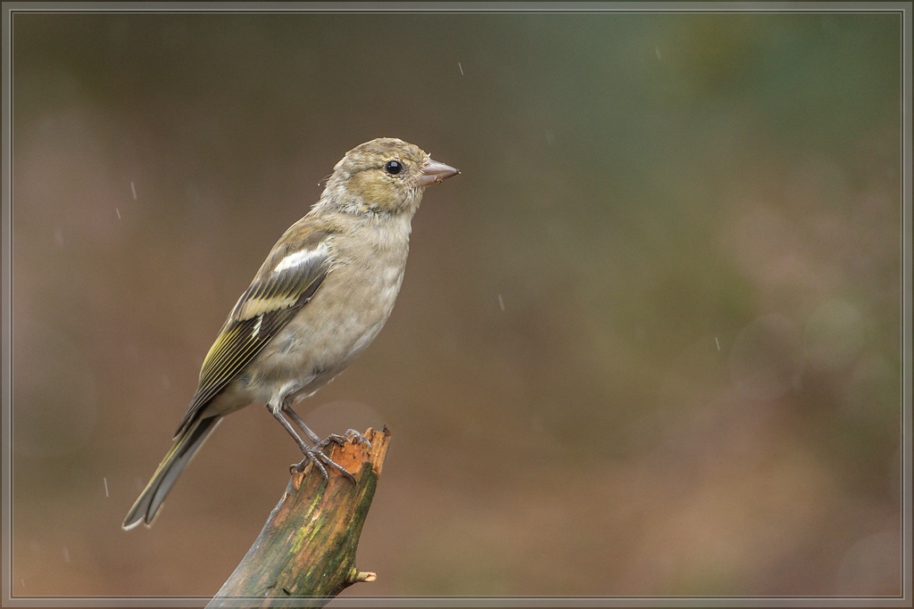 20150816 5171 [NIKON D4] 600 mm,1 400 Sek. bei ƒ   4,0