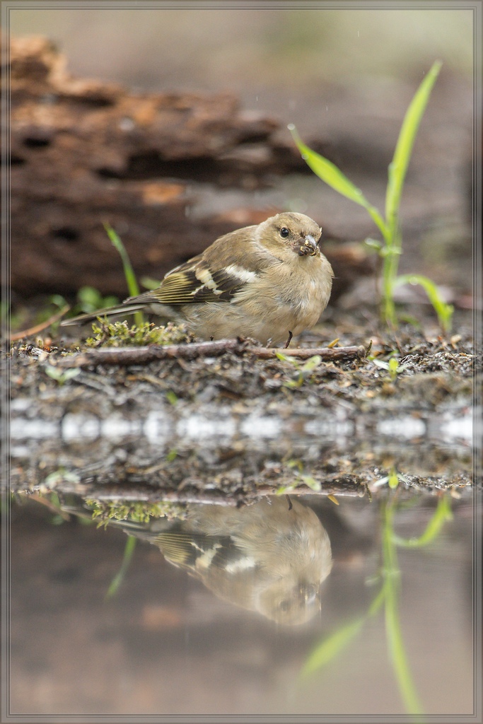 20150816 5194 [NIKON D4] 600 mm,1 500 Sek. bei ƒ   4,0