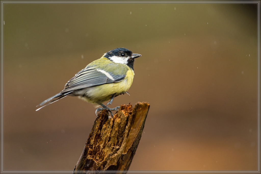 20150816 5248 [NIKON D4] 600 mm,1 800 Sek. bei ƒ   4,0