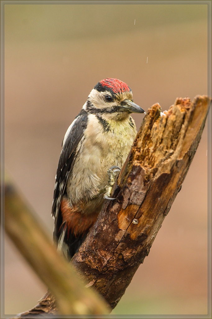 20150816 5288 [NIKON D4] 600 mm,1 400 Sek. bei ƒ   5,6