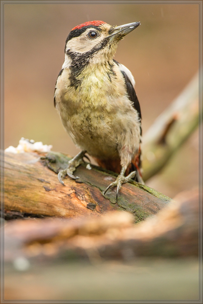 20150816 5301 [NIKON D4] 600 mm,1 250 Sek. bei ƒ   5,6