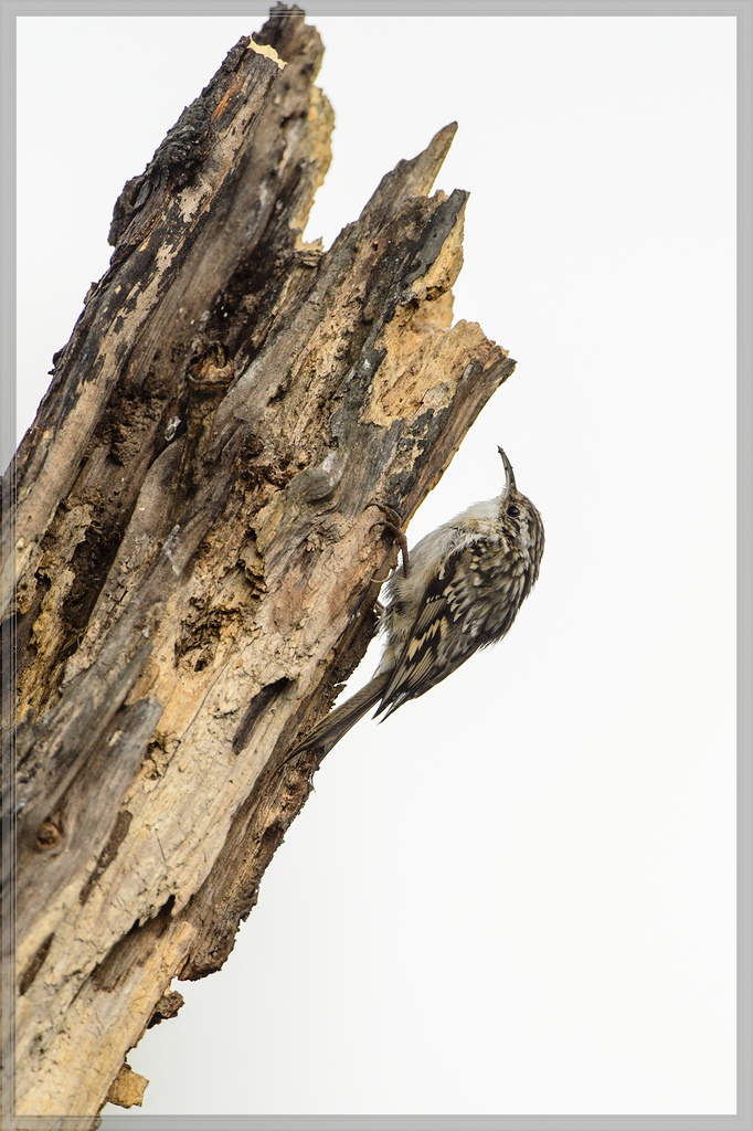 20150816 5378 [NIKON D4] 600 mm,1 1250 Sek. bei ƒ   5,6