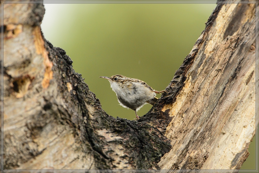 20150816 5387 [NIKON D4] 600 mm,1 400 Sek. bei ƒ   5,6