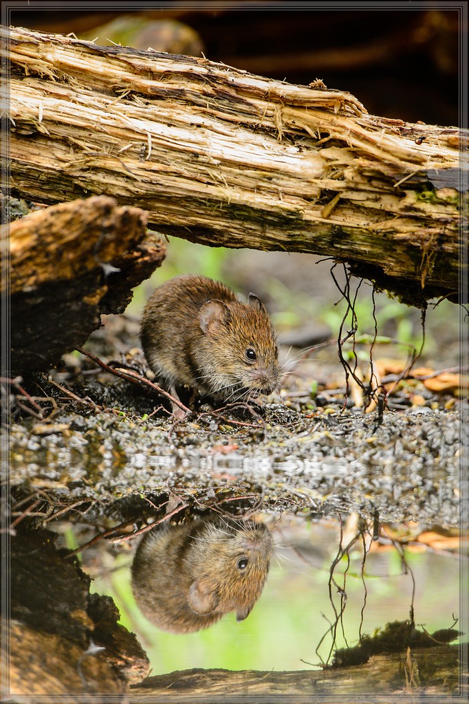 20150816 5429 [NIKON D4] 600 mm,1 320 Sek. bei ƒ   5,6