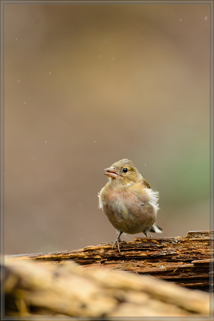 20150816 5438 [NIKON D4] 600 mm,1 800 Sek. bei ƒ   5,6