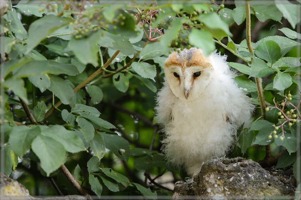 20150822 6079 [NIKON D4] 300 mm,1 500 Sek. bei ƒ   5,0