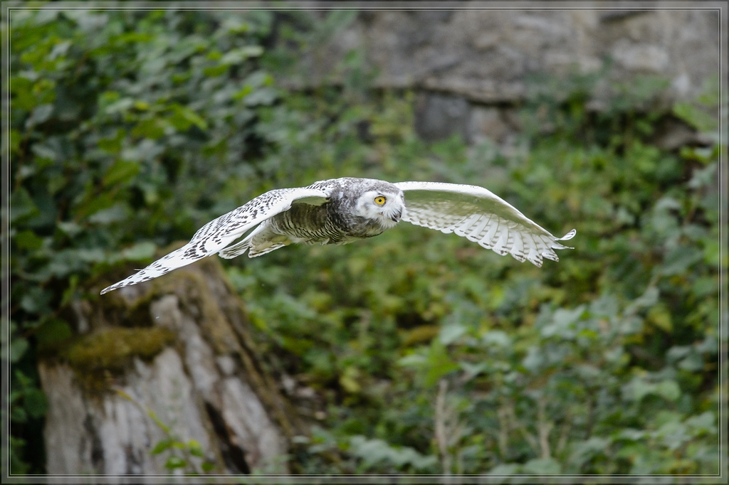 20150822 6501 [NIKON D4] 300 mm,1 1250 Sek. bei ƒ   4,0