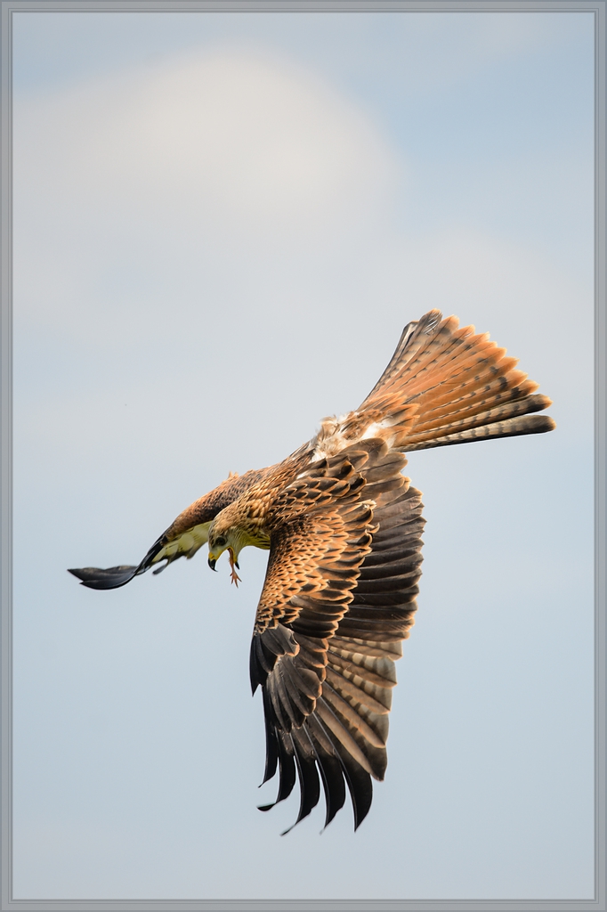 20150822 7378 [NIKON D4] 300 mm,1 1250 Sek. bei ƒ   4,0