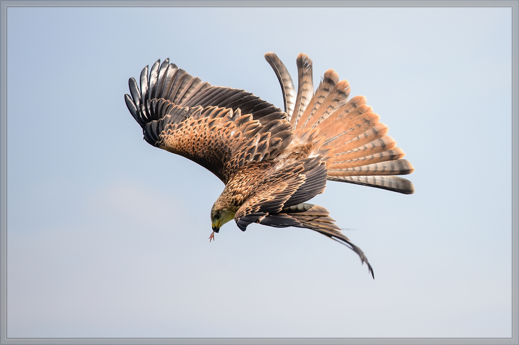 20150822 7379 [NIKON D4] 300 mm,1 1250 Sek. bei ƒ   4,0