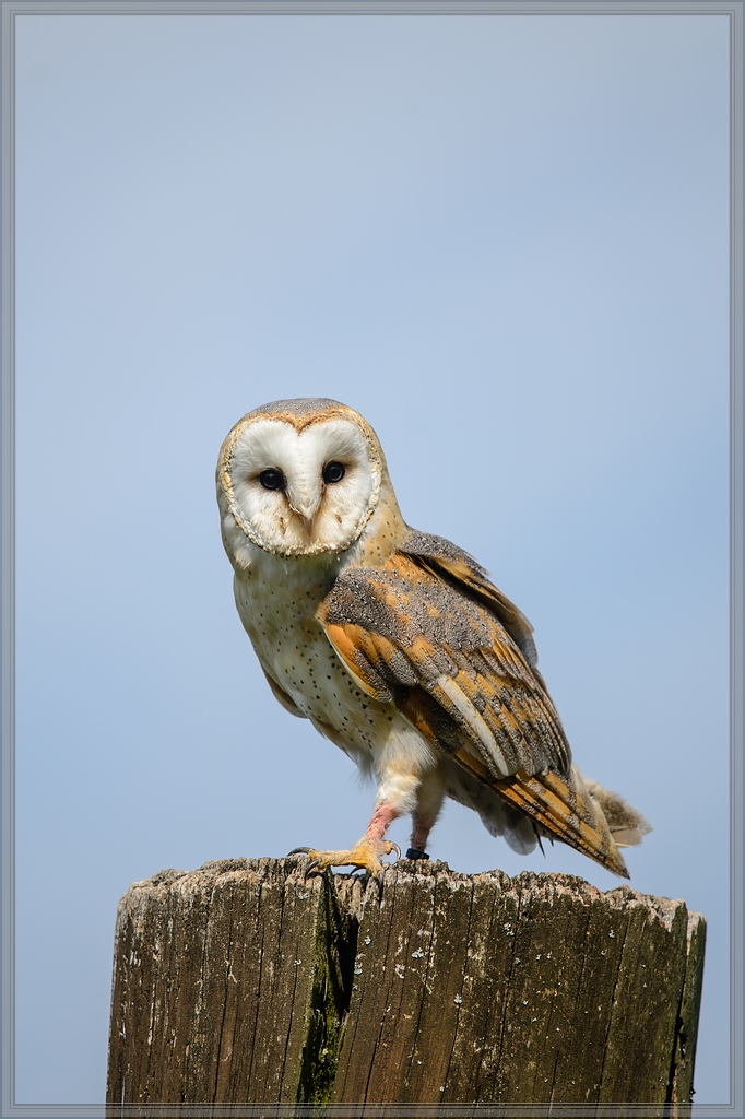 20150822 7571 [NIKON D4] 300 mm,1 1250 Sek. bei ƒ   4,0