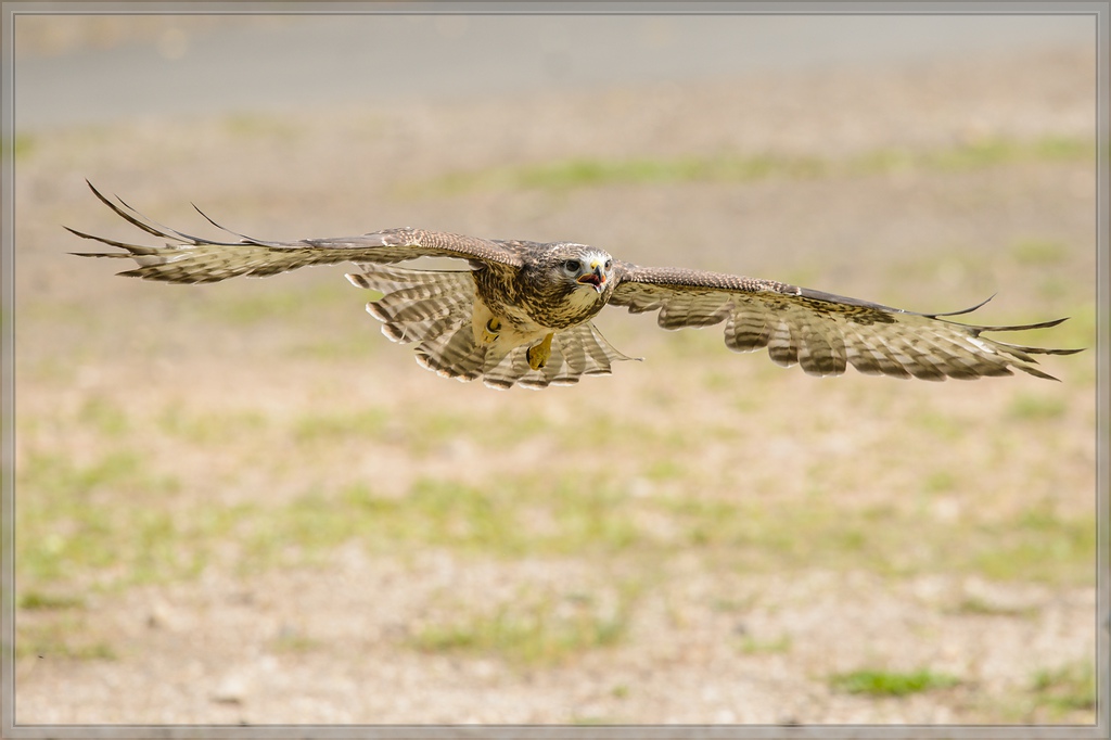 20150822 8416 [NIKON D4] 300 mm,1 1250 Sek. bei ƒ   5,6