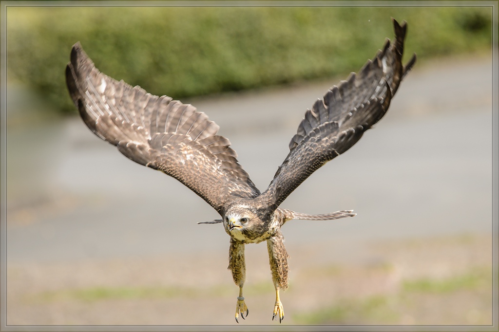 20150822 8473 [NIKON D4] 300 mm,1 1250 Sek. bei ƒ   5,6