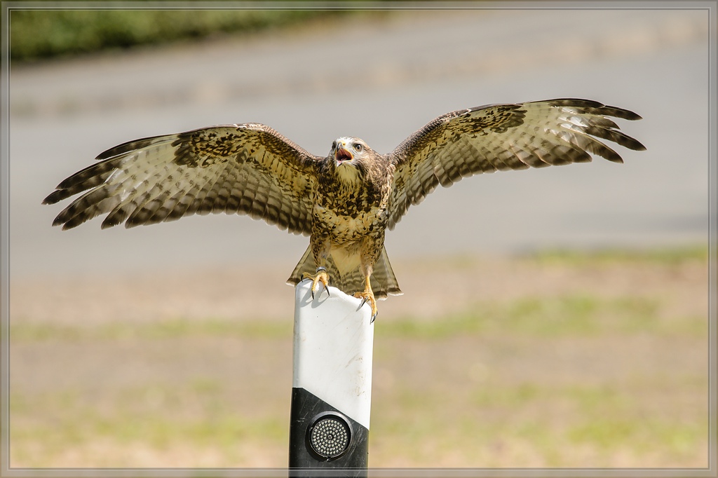 20150822 8521 [NIKON D4] 300 mm,1 1250 Sek. bei ƒ   5,6