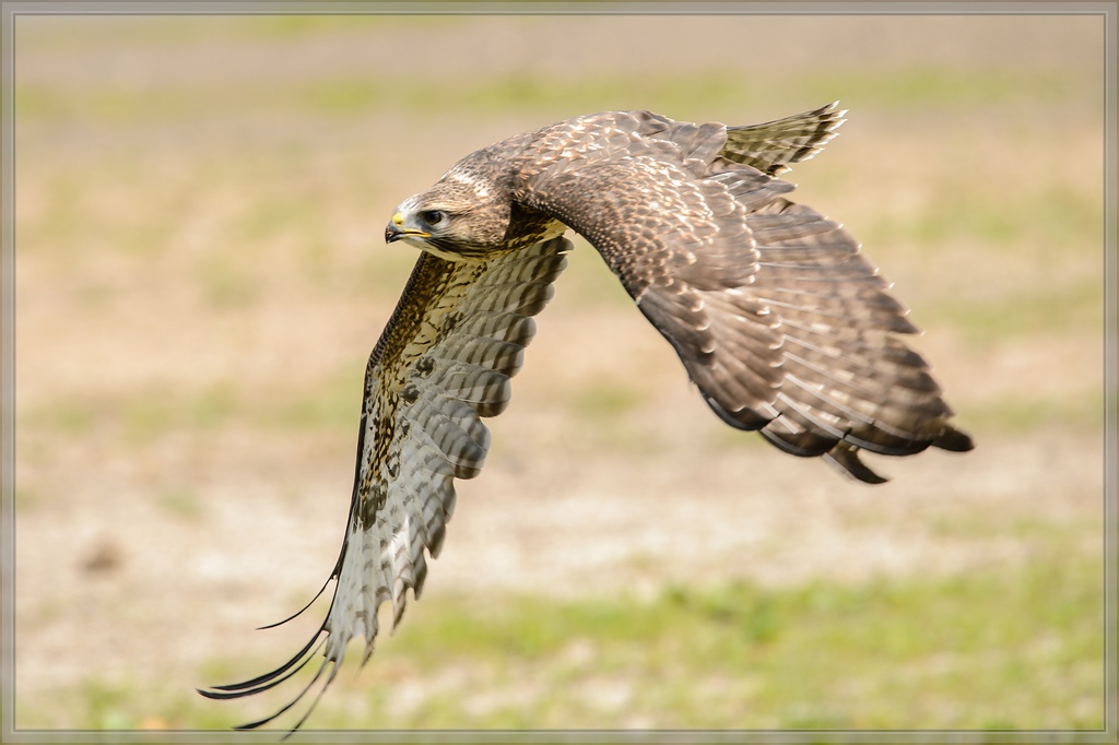 20150822 8540 [NIKON D4] 300 mm,1 1250 Sek. bei ƒ   5,6