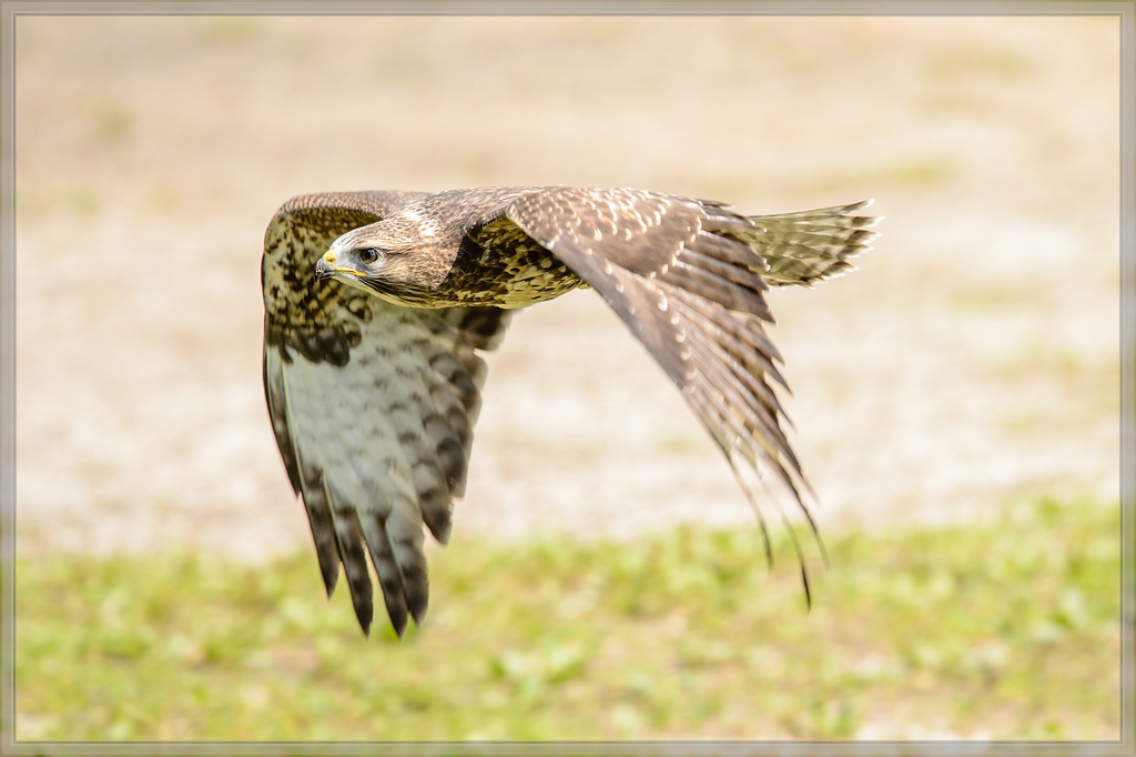 20150822 8542 [NIKON D4] 300 mm,1 1250 Sek. bei ƒ   5,6