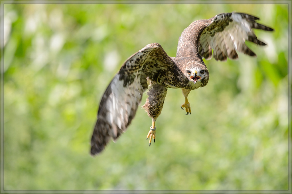20150822 8650 [NIKON D4] 300 mm,1 1250 Sek. bei ƒ   5,0