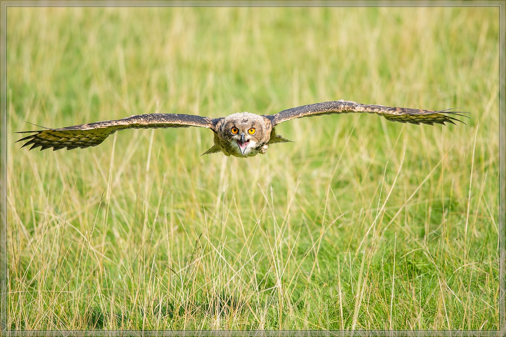 20150822 9047 [NIKON D4] 300 mm,1 1250 Sek. bei ƒ   4,0