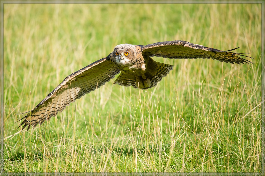 20150822 9082 [NIKON D4] 300 mm,1 1250 Sek. bei ƒ   4,0