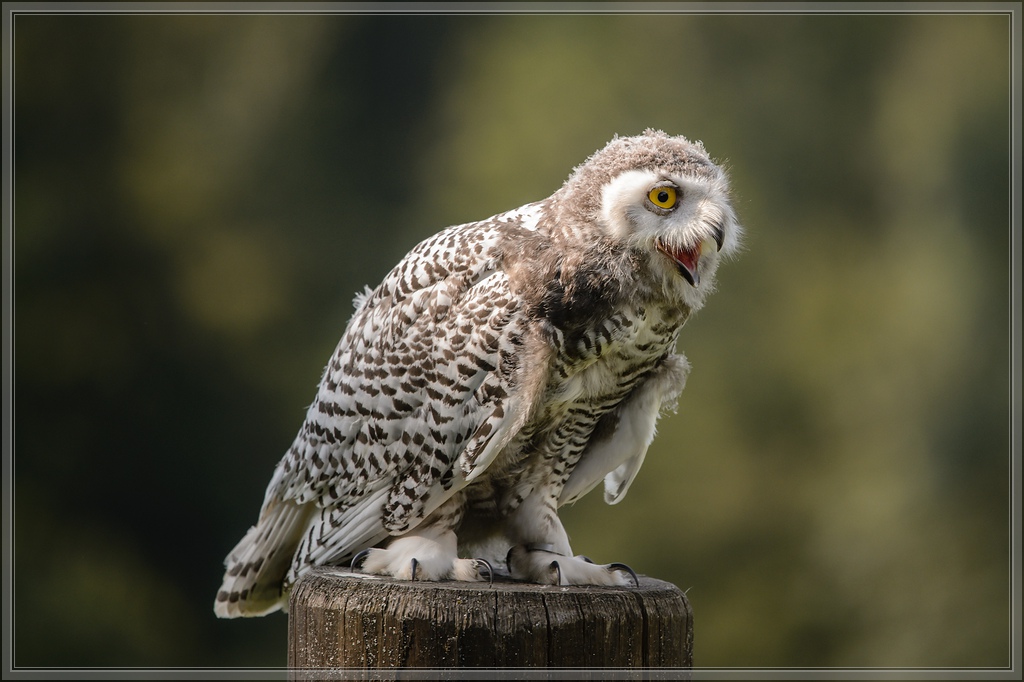 20150822 9277 [NIKON D4] 300 mm,1 1250 Sek. bei ƒ   4,0