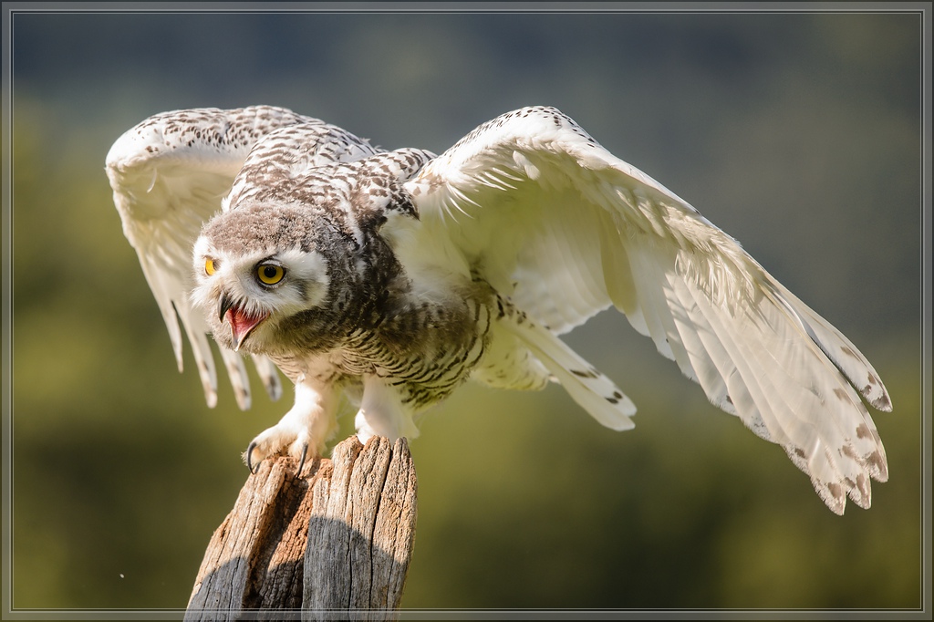 20150822 9285 [NIKON D4] 300 mm,1 1250 Sek. bei ƒ   4,0