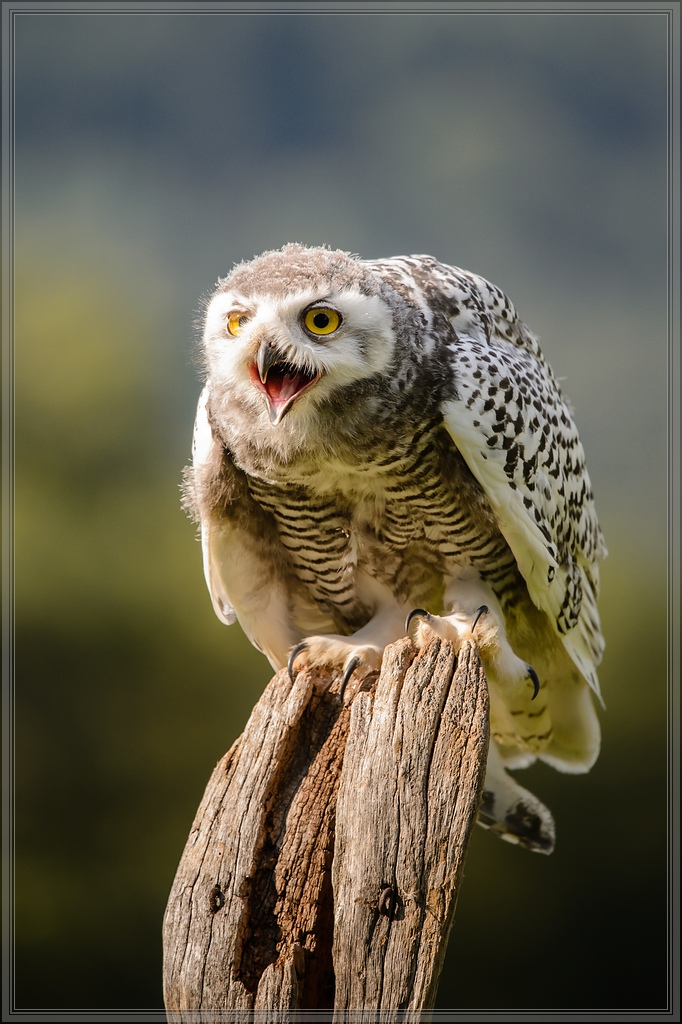 20150822 9290 [NIKON D4] 300 mm,1 1250 Sek. bei ƒ   4,0