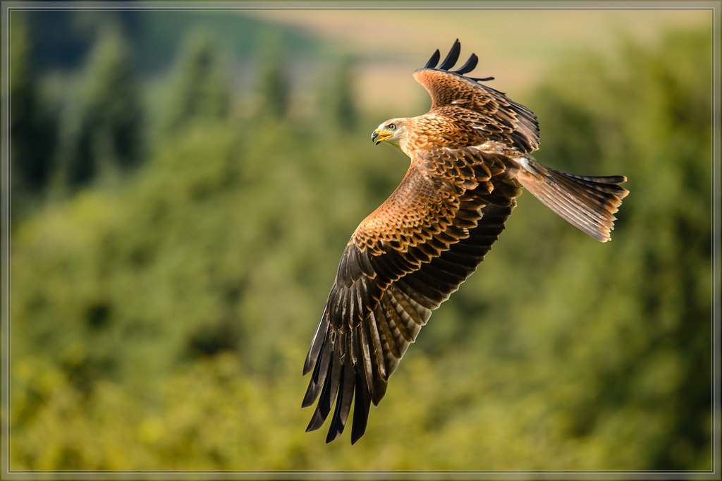 20150822 9549 [NIKON D4] 300 mm,1 1250 Sek. bei ƒ   4,0