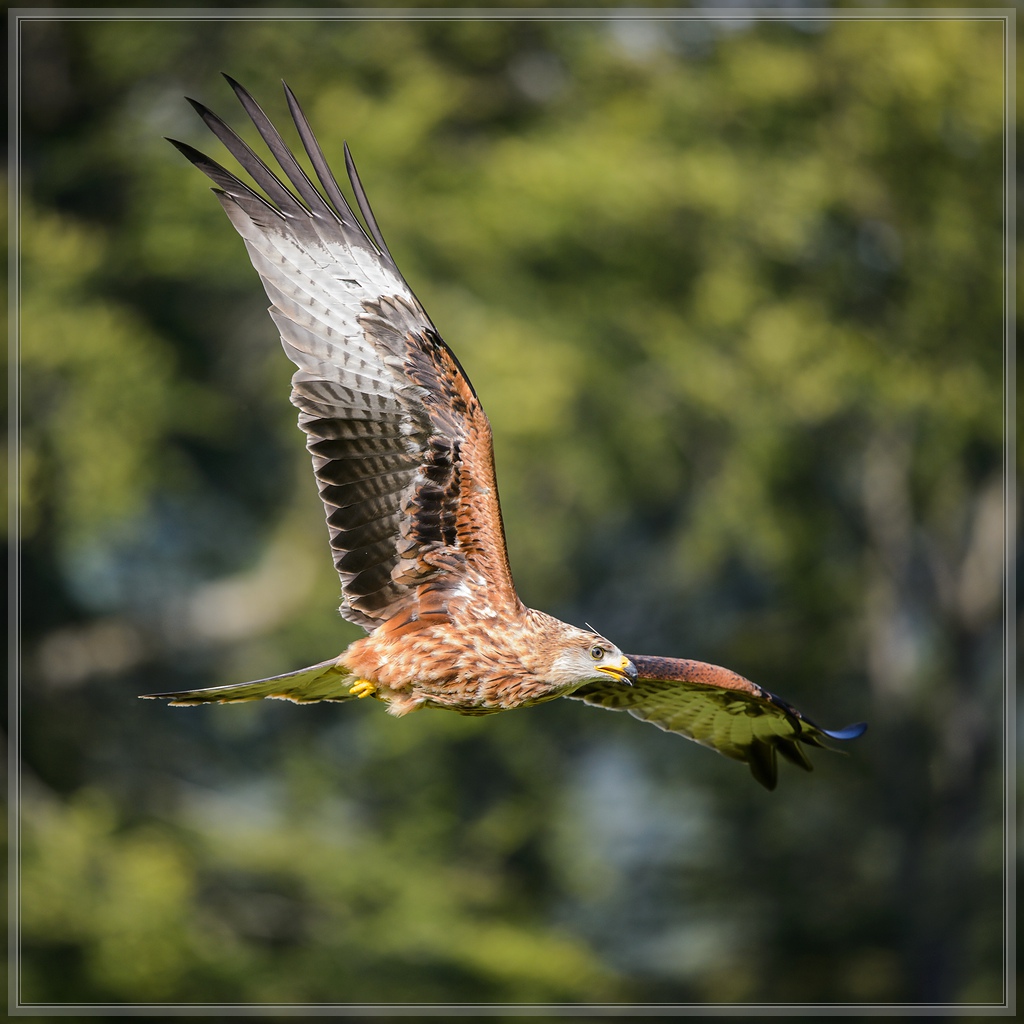 20150822 9638 [NIKON D4] 300 mm,1 1250 Sek. bei ƒ   4,0
