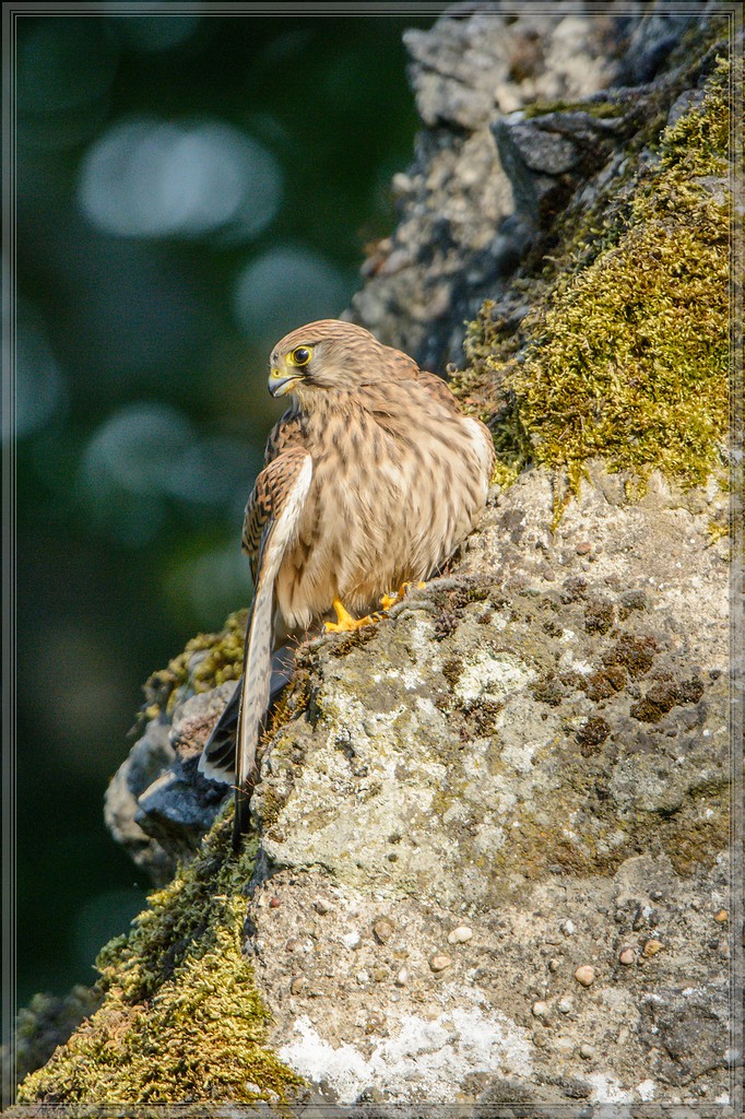 20150822 9642 [NIKON D7100] 600 mm,1 2000 Sek. bei ƒ   4,0