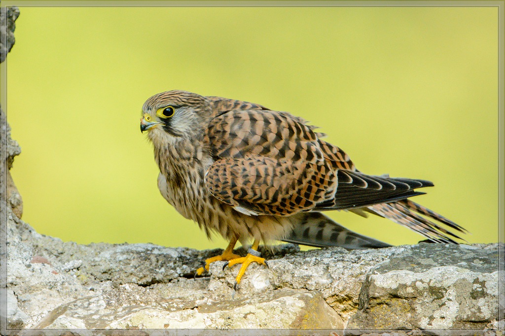 20150822 9690 [NIKON D7100] 600 mm,1 1250 Sek. bei ƒ   4,0