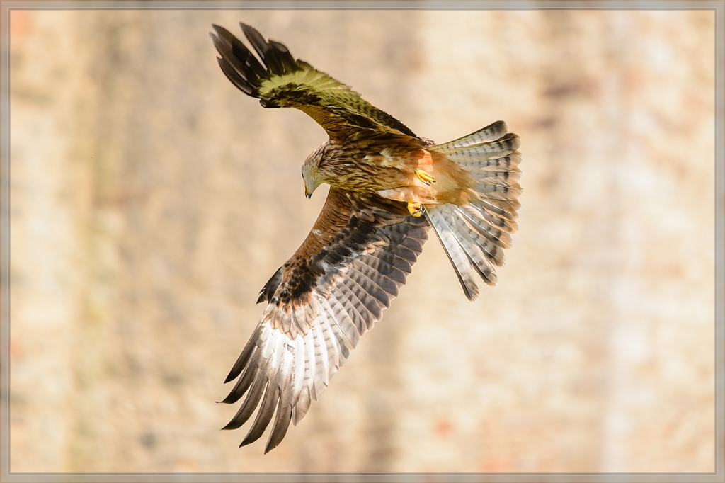 20150822 9801 [NIKON D4] 300 mm,1 1250 Sek. bei ƒ   4,0