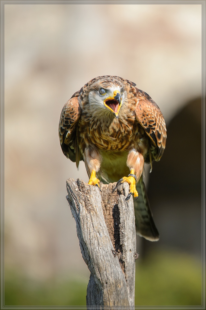 20150822 9825 [NIKON D4] 300 mm,1 1250 Sek. bei ƒ   4,0 2