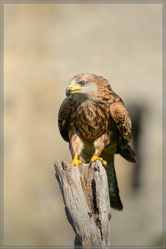 20150822 9853 [NIKON D4] 300 mm,1 1250 Sek. bei ƒ   4,0