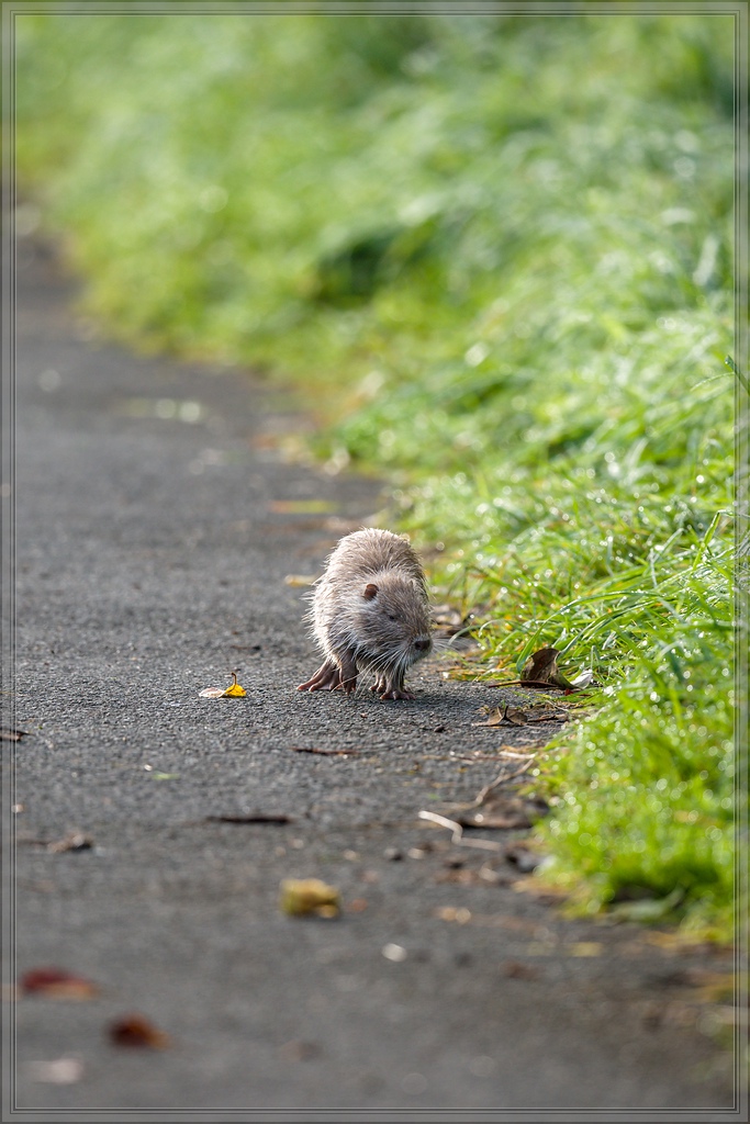20150920 7225 [NIKON D810] 500 mm,1 1000 Sek. bei ƒ   4,0 2