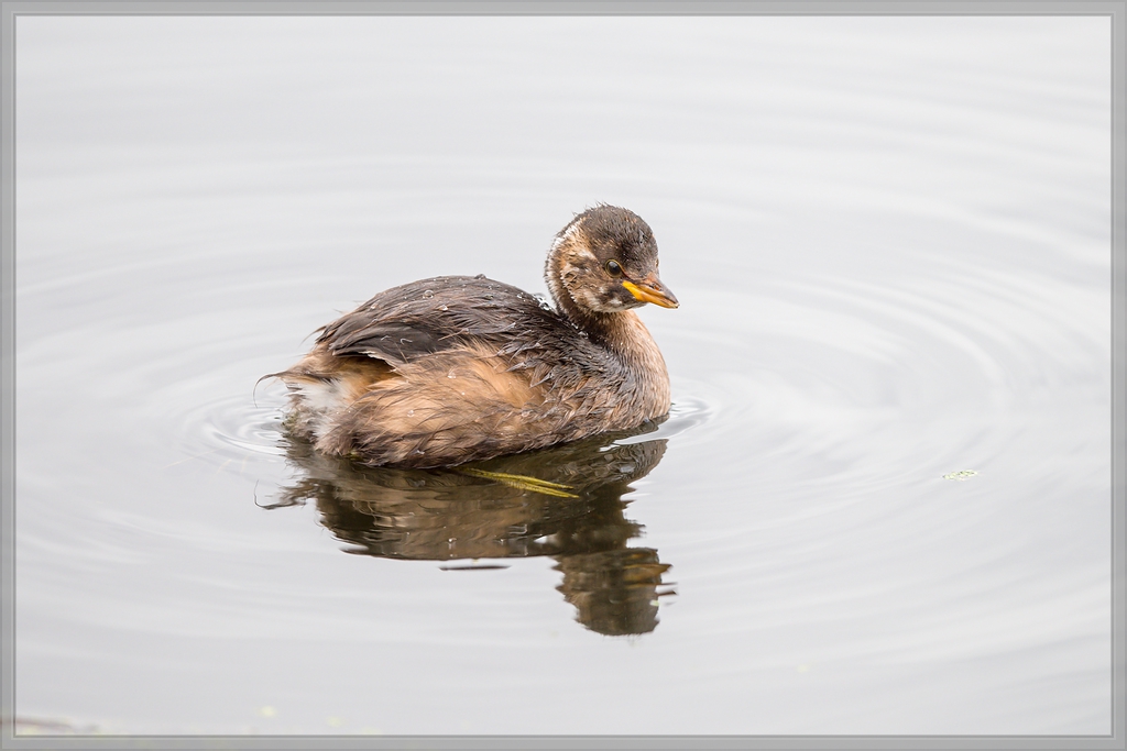 20150920 7328 [NIKON D810] 500 mm,1 500 Sek. bei ƒ   4,0