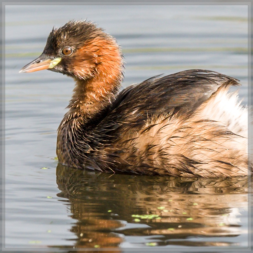 20150920 7420 [NIKON D810] 500 mm,1 800 Sek. bei ƒ   5,0 2