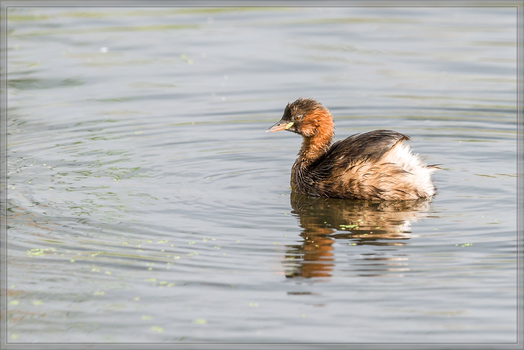 20150920 7420 [NIKON D810] 500 mm,1 800 Sek. bei ƒ   5,0