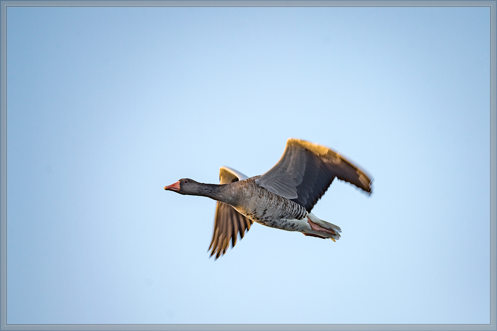 20151003 0133 [NIKON D4] 500 mm,1 500 Sek. bei ƒ   4,5