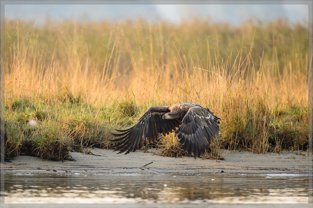 20151004 0522 [NIKON D4] 500 mm,1 2000 Sek. bei ƒ   4,0