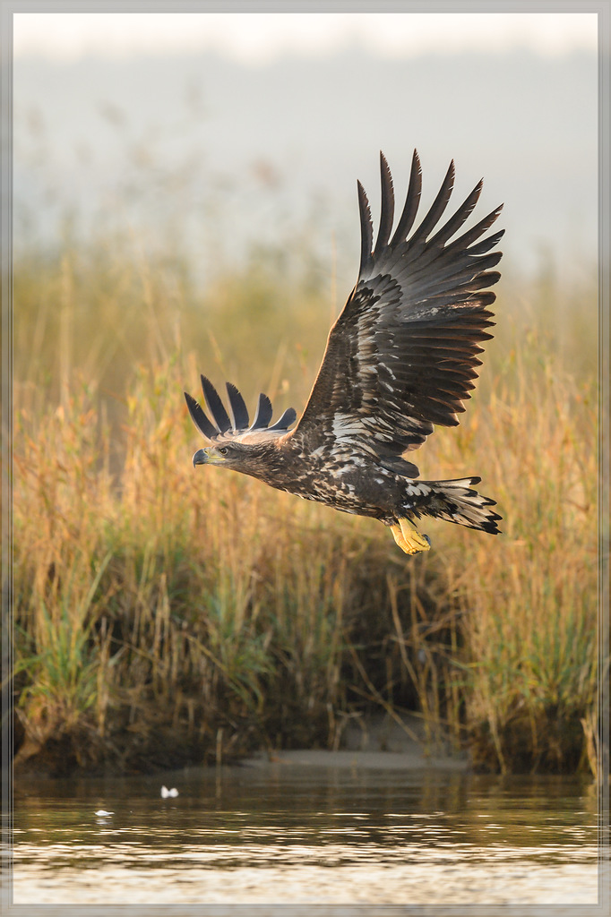 20151004 0532 [NIKON D4] 500 mm,1 2000 Sek. bei ƒ   4,0