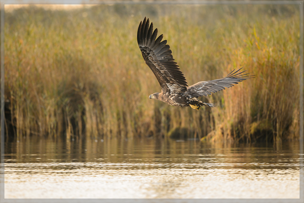 20151004 0541 [NIKON D4] 500 mm,1 2000 Sek. bei ƒ   4,0