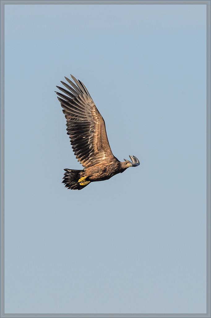 20151004 0729 [NIKON D4] 500 mm,1 2000 Sek. bei ƒ   6,3