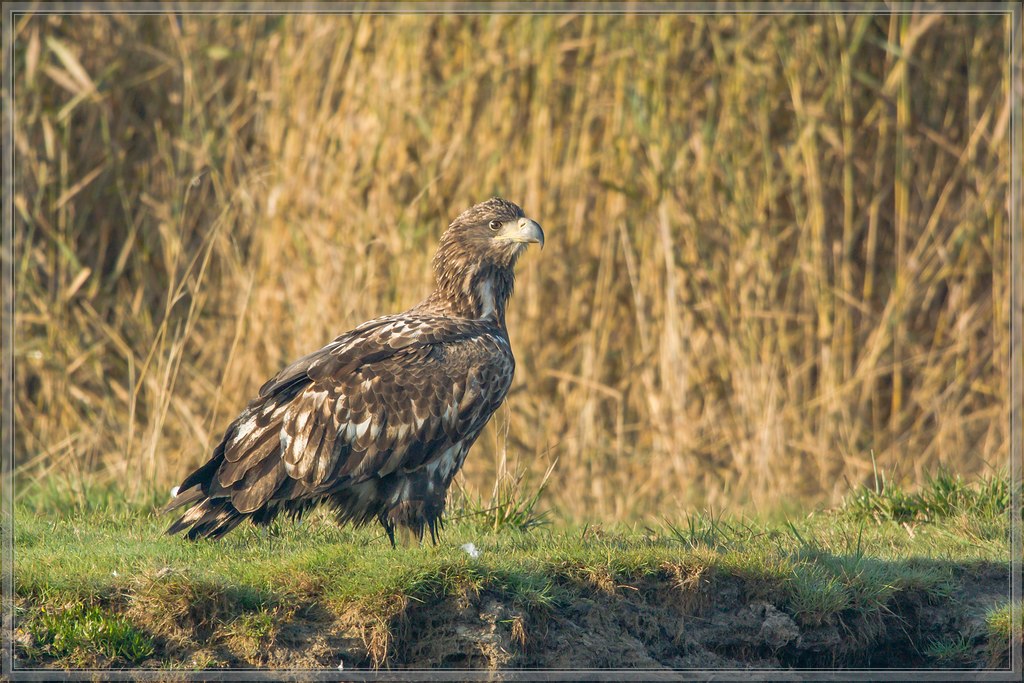 20151004 4615 [NIKON 1 V3] 300 mm,1 500 Sek. bei ƒ   4,0
