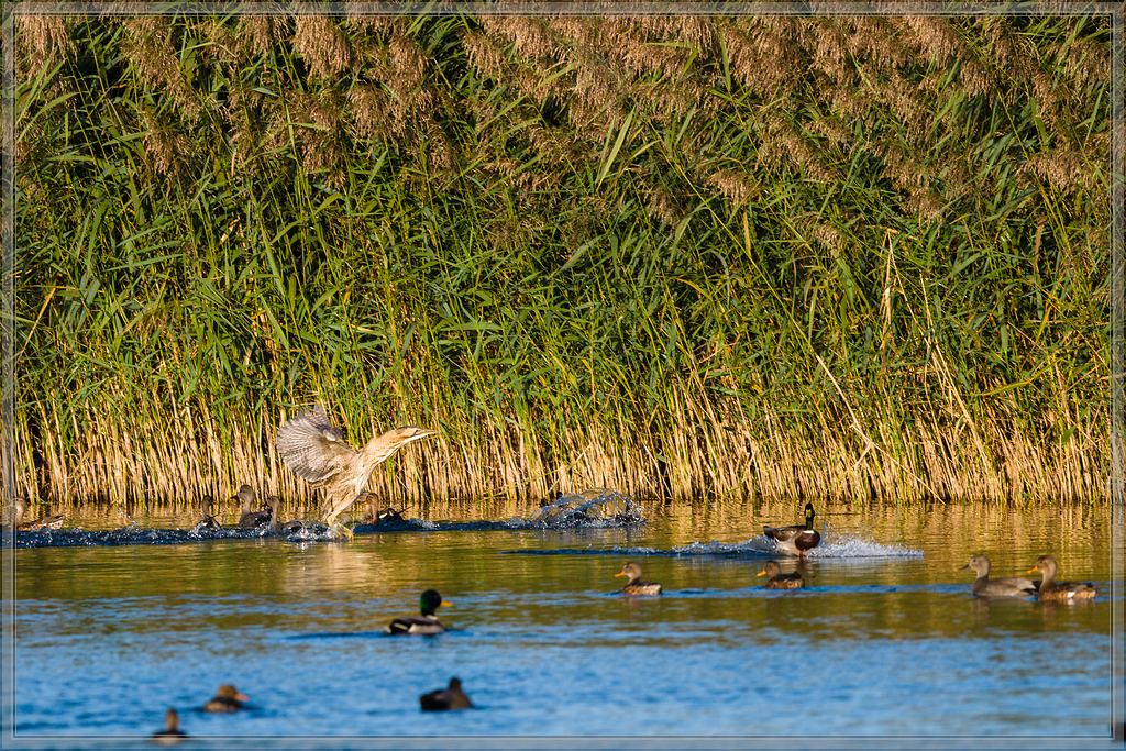 20151011 8069 [NIKON D810] 500 mm,1 1000 Sek. bei ƒ   4,0