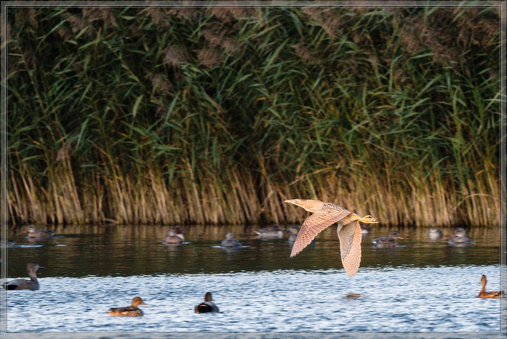 20151011 8132 [NIKON D810] 500 mm,1 640 Sek. bei ƒ   4,0