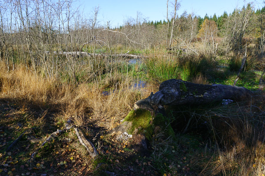 20151027 DSC02495