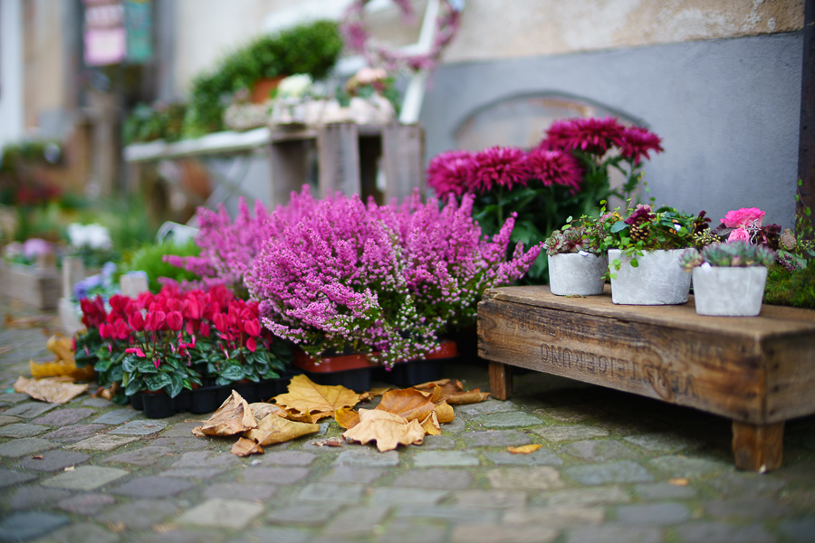 20151028 DSC02895