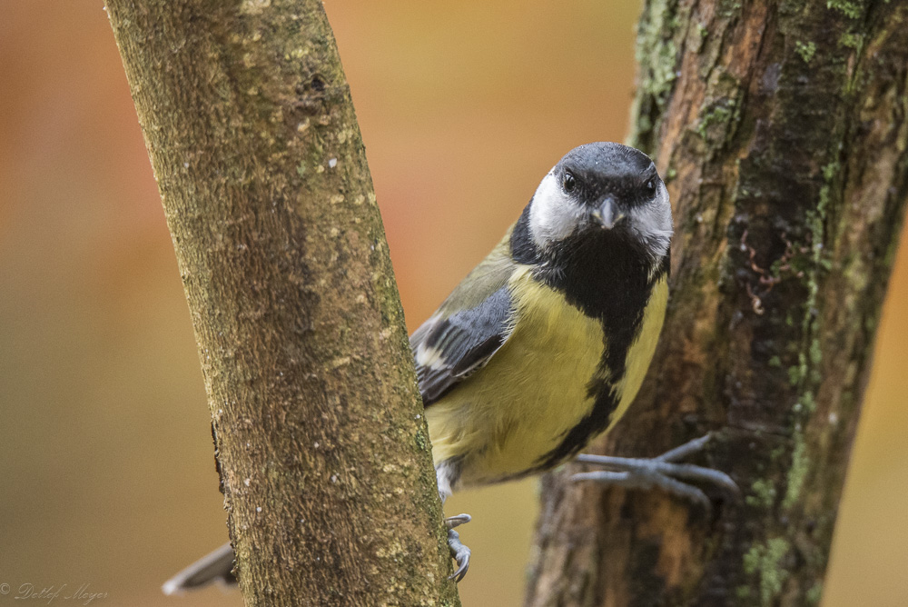 20151115  DSC0036