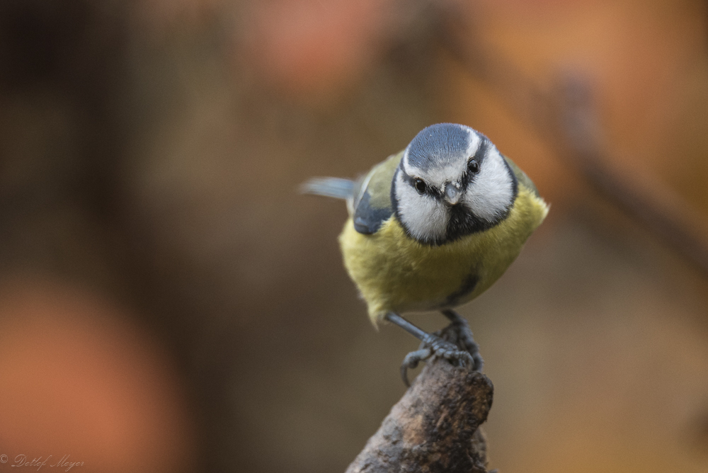 20151115  DSC0094