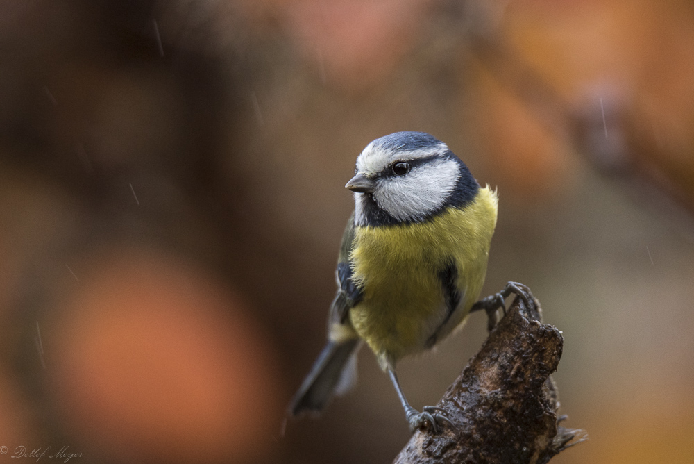 20151115  DSC0303