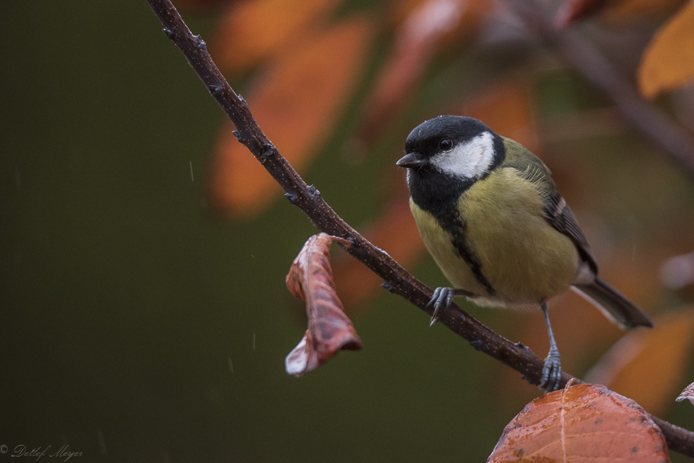 20151115  DSC0325